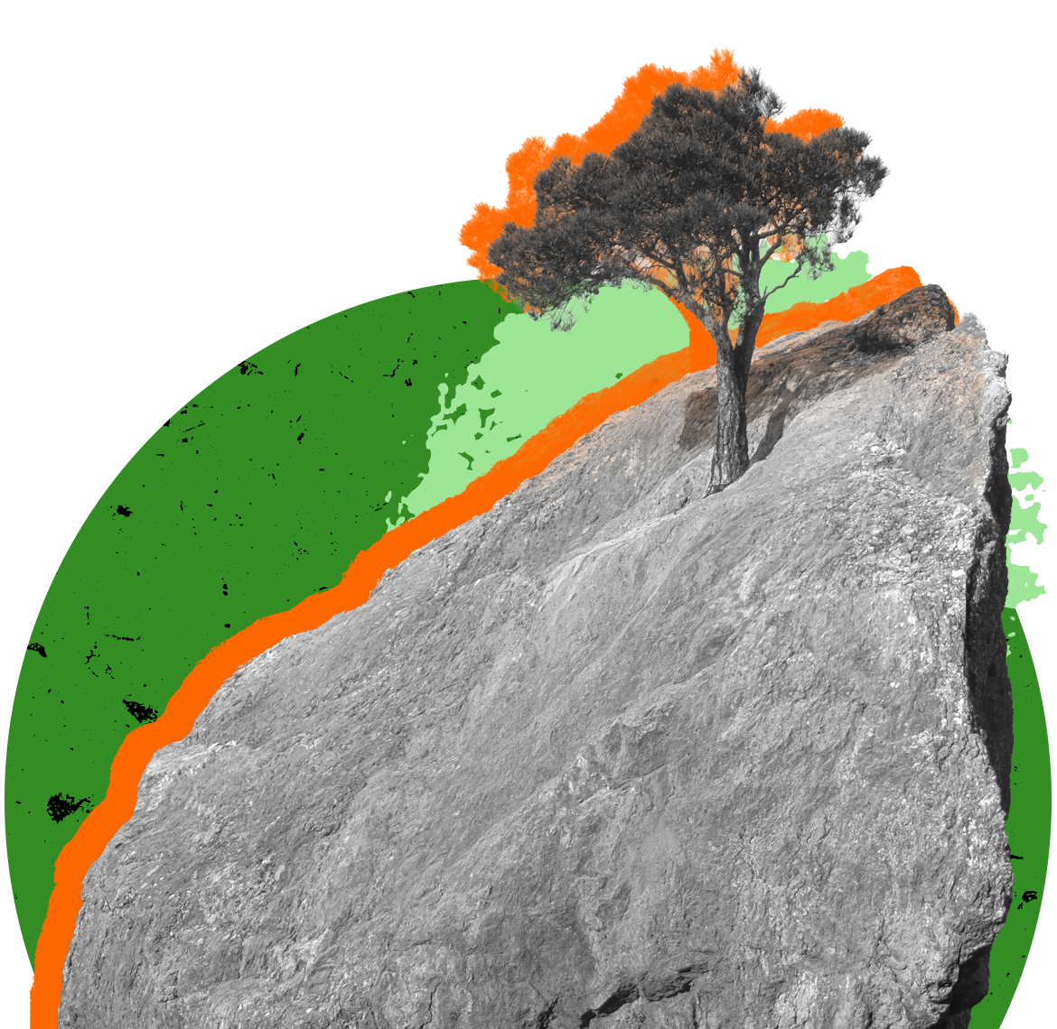 Tree growing from rock.